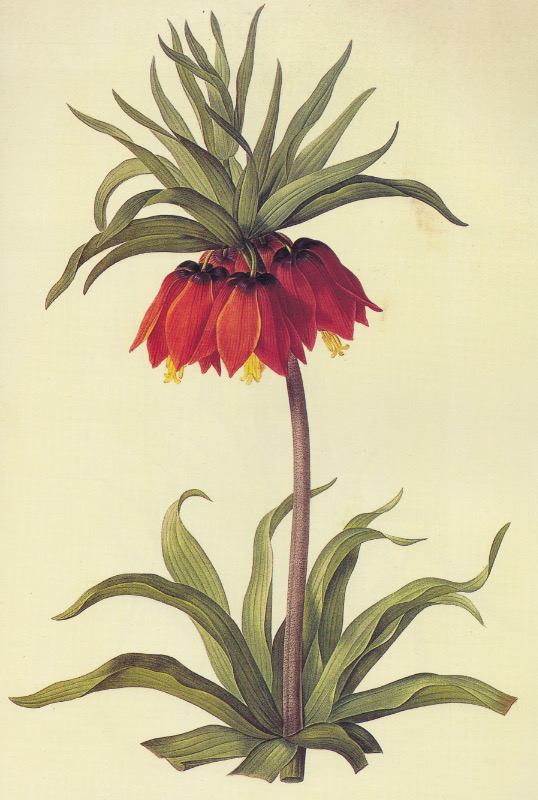 Botanical illustration of a crown imperial, Fritillaria imperialis: a ring of red-orange bells hanging beneath a crown of leaves on a tall stem.